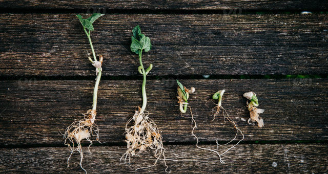 Types of Root Systems In Plants | Resources | HyLine Products
